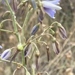 Dianella sp. aff. longifolia (Benambra) at GG280 - 23 Nov 2023