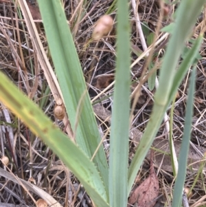 Dianella sp. aff. longifolia (Benambra) at GG280 - 23 Nov 2023 05:14 PM