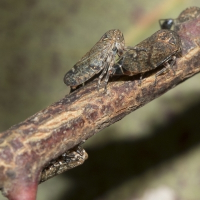 Unidentified Leafhopper or planthopper (Hemiptera, several families) at Higgins, ACT - 23 Dec 2022 by AlisonMilton