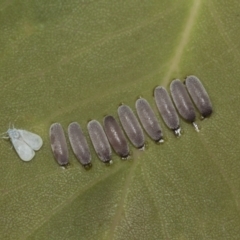 Paropsisterna decolorata (A Eucalyptus leaf beetle) at Higgins, ACT - 22 Dec 2022 by AlisonMilton