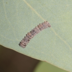 Paropsisterna decolorata at Higgins Woodland - 23 Dec 2022 10:20 AM