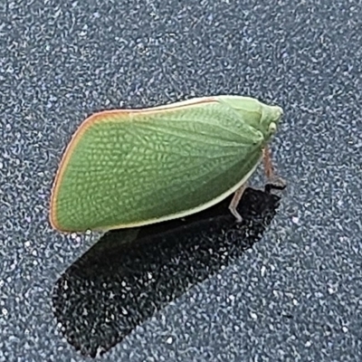 Siphanta acuta (Green planthopper, Torpedo bug) at The Pinnacle - 23 Nov 2023 by sangio7