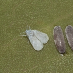 Aleyrodidae sp. (family) (Whitefly) at Higgins, ACT - 22 Dec 2022 by AlisonMilton