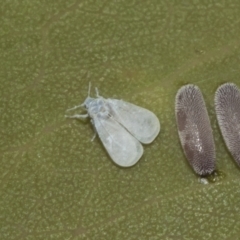 Aleyrodidae sp. (family) (Whitefly) at Higgins Woodland - 23 Dec 2022 by AlisonMilton