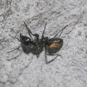 Camponotus aeneopilosus at Higgins Woodland - 23 Dec 2022