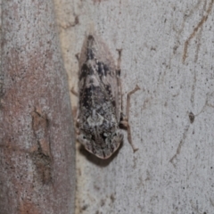 Stenocotis depressa (Leafhopper) at Higgins, ACT - 22 Dec 2022 by AlisonMilton