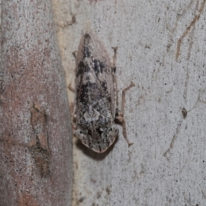 Stenocotis depressa at Higgins Woodland - 23 Dec 2022 10:14 AM