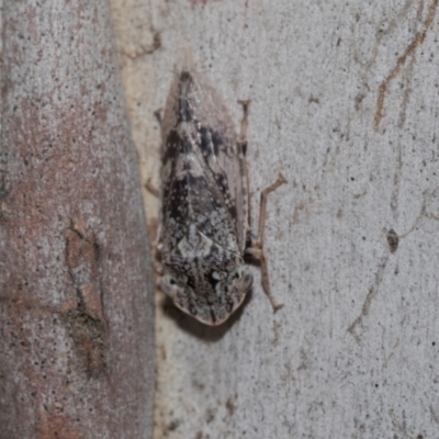 Stenocotis depressa (Leafhopper) at Higgins, ACT - 22 Dec 2022 by AlisonMilton