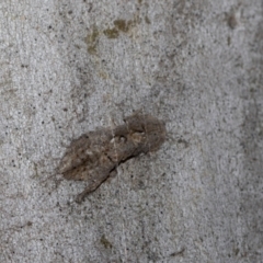 Stenocotis depressa at Higgins Woodland - 23 Dec 2022 10:14 AM