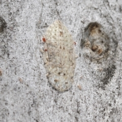 Acari (informal subclass) (Unidentified mite) at Higgins, ACT - 22 Dec 2022 by AlisonMilton