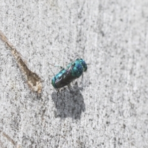 Chrysididae (family) at Higgins Woodland - 23 Dec 2022 10:50 AM