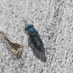 Chrysididae (family) at Higgins Woodland - 23 Dec 2022 10:50 AM