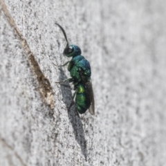 Chrysididae (family) at Higgins Woodland - 23 Dec 2022 10:50 AM