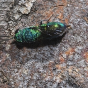 Chrysididae (family) at Higgins Woodland - 23 Dec 2022