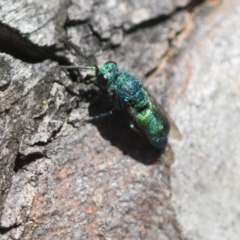 Chrysididae (family) at Higgins Woodland - 23 Dec 2022 10:50 AM