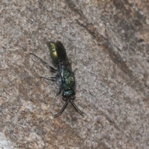 Aglaotilla sp. (genus) at Higgins Woodland - 23 Dec 2022 10:25 AM