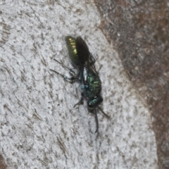 Aglaotilla sp. (genus) at Higgins Woodland - 23 Dec 2022 10:25 AM