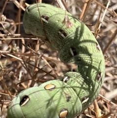 Hippotion scrofa (Coprosma Hawk Moth) at Suttons Dam - 18 Nov 2023 by KL