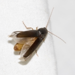 Elateridae sp. (family) (Unidentified click beetle) at Higgins, ACT - 23 Dec 2022 by AlisonMilton