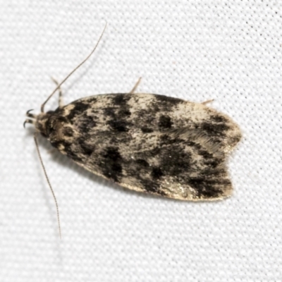 Barea codrella (A concealer moth) at Higgins, ACT - 23 Dec 2022 by AlisonMilton