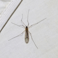 Symplecta (Trimicra) pilipes (A limoniid crane fly) at Higgins, ACT - 23 Dec 2022 by AlisonMilton