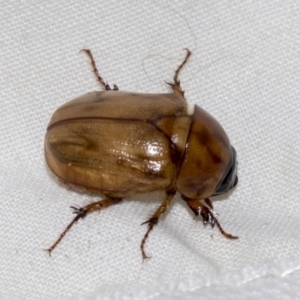 Cyclocephala signaticollis at Higgins, ACT - 23 Dec 2022 09:16 PM