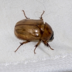 Cyclocephala signaticollis at Higgins, ACT - 23 Dec 2022 09:16 PM