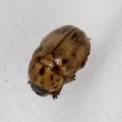 Cyclocephala signaticollis at Higgins, ACT - 23 Dec 2022 09:16 PM