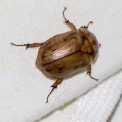 Cyclocephala signaticollis at Higgins, ACT - 23 Dec 2022 09:16 PM