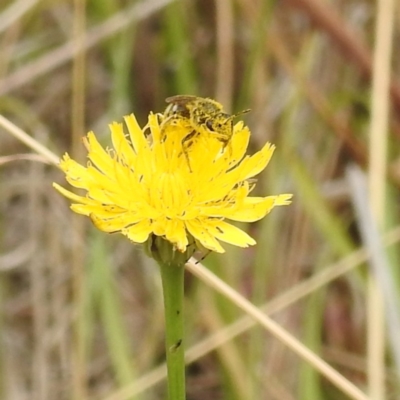 Lasioglossum (Chilalictus) sp. (genus & subgenus) (Halictid bee) at Lake Burley Griffin West - 22 Nov 2023 by HelenCross
