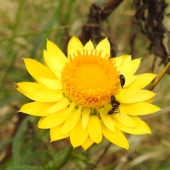 Mordellidae (family) at Black Mountain Peninsula (PEN) - 23 Nov 2023 09:28 AM