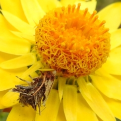 Heliocosma (genus) (A Tortricid moth) at Black Mountain Peninsula (PEN) - 22 Nov 2023 by HelenCross