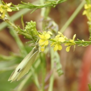 Pieris rapae at Black Mountain Peninsula (PEN) - 23 Nov 2023