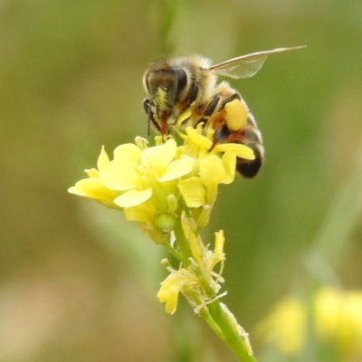 Apis mellifera (European honey bee) at Lake Burley Griffin West - 23 Nov 2023 by HelenCross