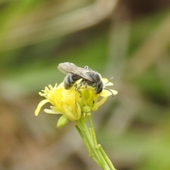 Lasioglossum (Chilalictus) lanarium (Halictid bee) at Lake Burley Griffin West - 22 Nov 2023 by HelenCross