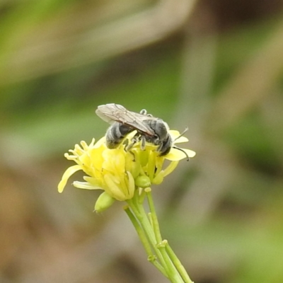 Lasioglossum (Chilalictus) lanarium (Halictid bee) at Lake Burley Griffin West - 23 Nov 2023 by HelenCross