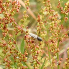 Inopus rubriceps (Sugarcane Soldier Fly) at Lake Burley Griffin West - 23 Nov 2023 by HelenCross