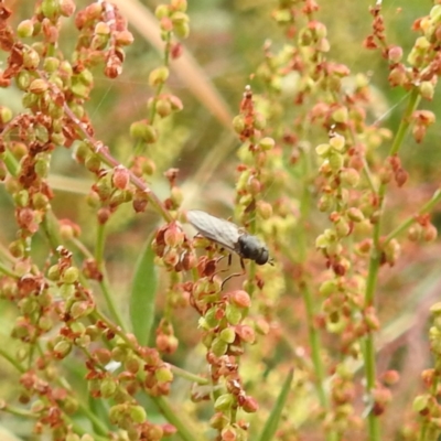 Inopus rubriceps (Sugarcane Soldier Fly) at Lake Burley Griffin West - 23 Nov 2023 by HelenCross