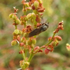 Inopus rubriceps at Black Mountain Peninsula (PEN) - 23 Nov 2023