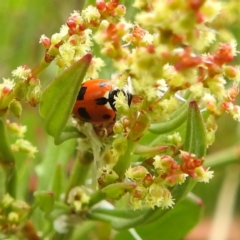 Hippodamia variegata (Spotted Amber Ladybird) at Black Mountain Peninsula (PEN) - 22 Nov 2023 by HelenCross