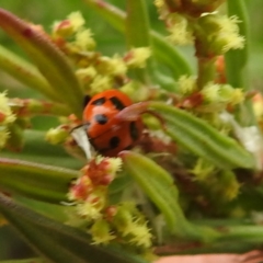 Hippodamia variegata at Black Mountain Peninsula (PEN) - 23 Nov 2023 09:37 AM