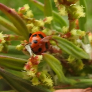 Hippodamia variegata at Black Mountain Peninsula (PEN) - 23 Nov 2023