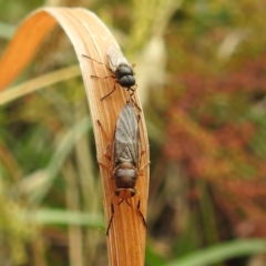 Inopus rubriceps (Sugarcane Soldier Fly) at Lake Burley Griffin West - 23 Nov 2023 by HelenCross