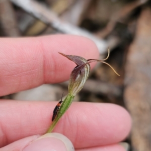 Pterostylis pedunculata at Tidbinbilla Nature Reserve - 23 Nov 2023