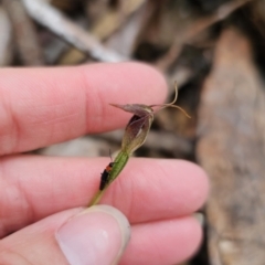 Pterostylis pedunculata at Tidbinbilla Nature Reserve - 23 Nov 2023