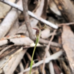 Pterostylis pedunculata at Tidbinbilla Nature Reserve - 23 Nov 2023