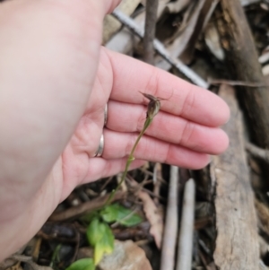 Pterostylis pedunculata at Tidbinbilla Nature Reserve - 23 Nov 2023