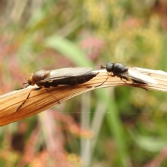 Inopus rubriceps (Sugarcane Soldier Fly) at Lake Burley Griffin West - 23 Nov 2023 by HelenCross