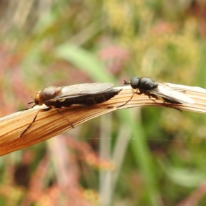 Inopus rubriceps at Black Mountain Peninsula (PEN) - 23 Nov 2023