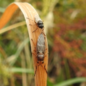 Inopus rubriceps at Black Mountain Peninsula (PEN) - 23 Nov 2023